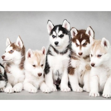 Набір алмазної мозаїки Хаскі 40х50 SP092