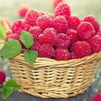 Алмазна мозаїка 30x40 Малина у корзині ST480