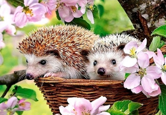 Діамантова мозаїка Їжачки у кошику 30х40 ST474