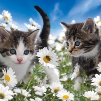 Набір алмазної мозаїки Котики у ромашках 30х40 ST473