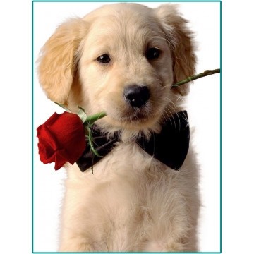 Набір алмазної мозаїки  Собака джентльмен 30x40 ST452