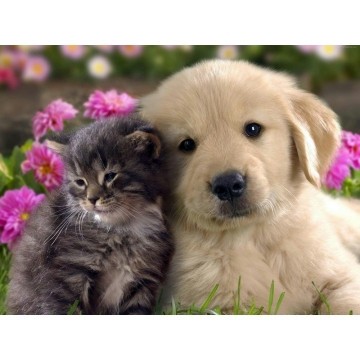 Набір алмазної мозаїки 30х40 Котик і собачка ST451