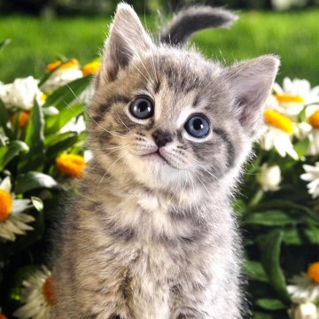 Набір алмазної мозаїки 20х20 Кумедне кошеня DD1204