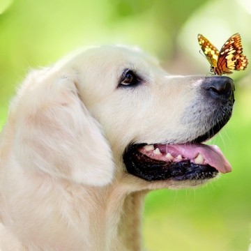 Набір алм азної мозаїки 20х20 Собачка з метеликом DD1209