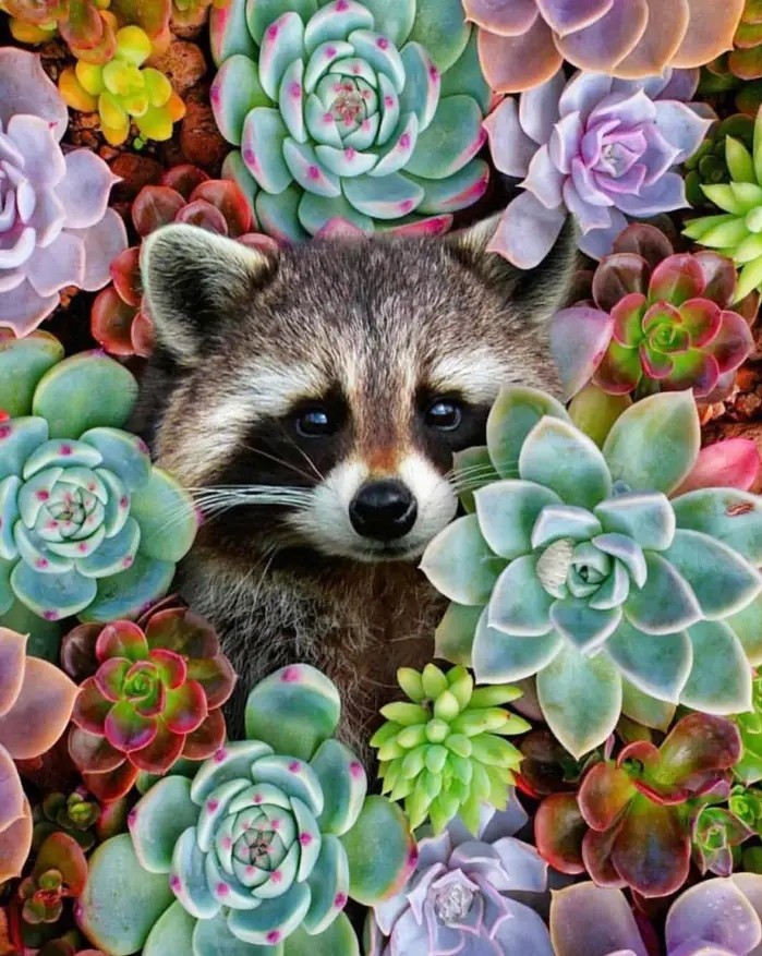 Алмазна мозаїка 30х40см Єнот в квітах ST485