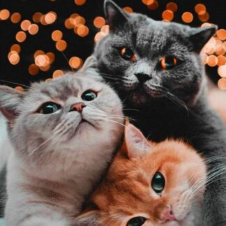 Алмазна мозаїка 30х40см Тріо котиків ST484