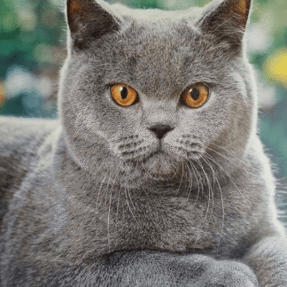 Алмазна мозаїка 30х40 Кіт британської породи ST489